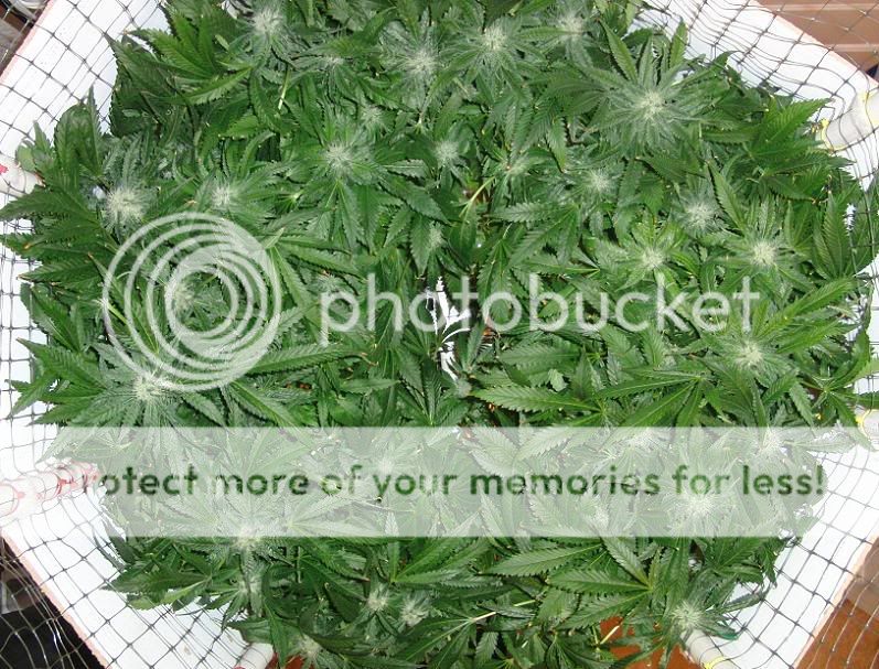 week14_Bud11.jpg