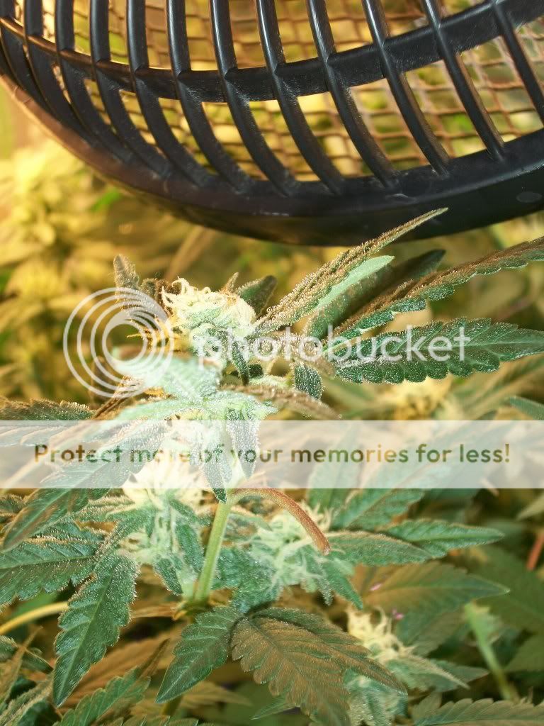 MKA5-17-11003.jpg