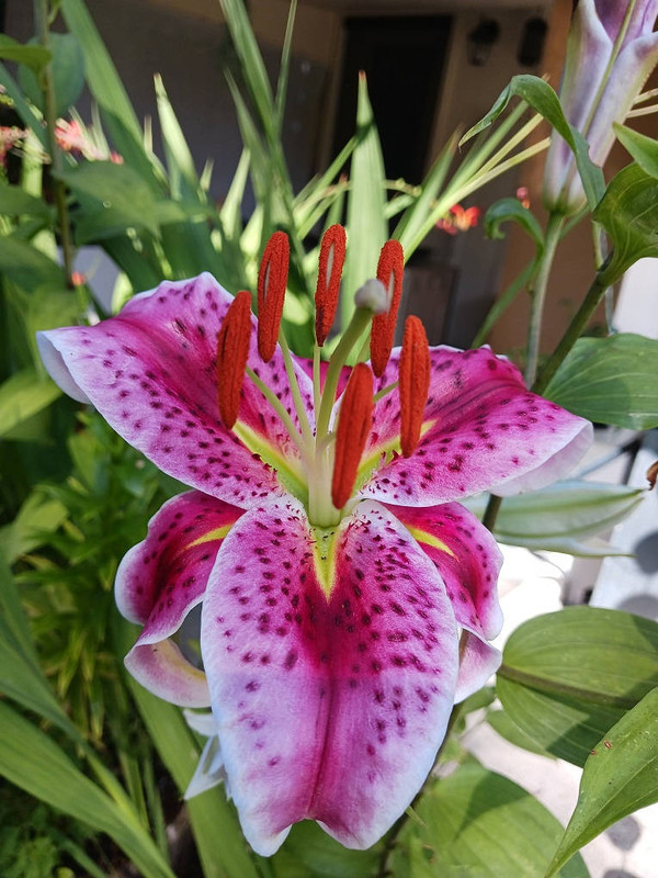 flowers-B07302022.jpg