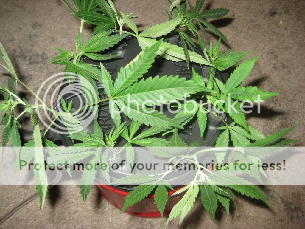 11clones_zpsfb68ffcb.jpg