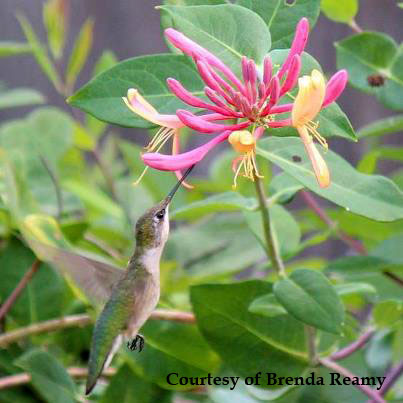 Honeysuckle for Hummingbirds. Planting instructions.