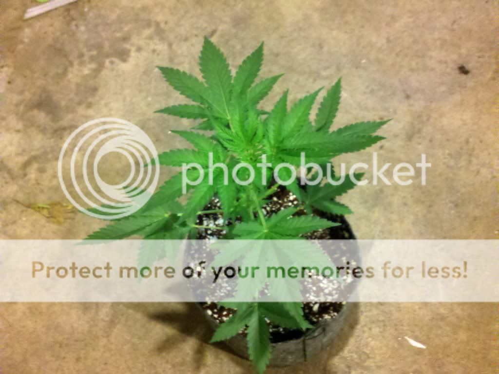 274100439_photobucket_18734_.jpg