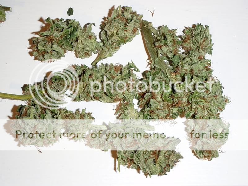 bubbakush-2.jpg