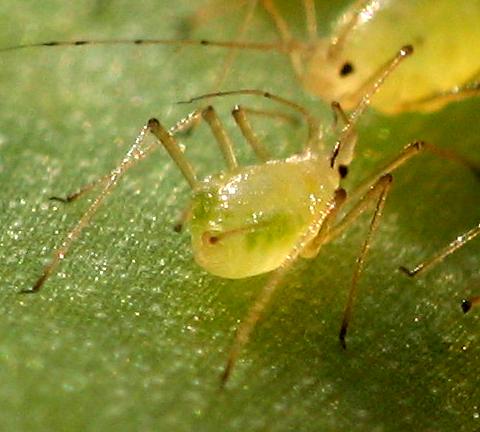 aphid.rear.jpg