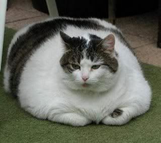 fat_cat.jpg