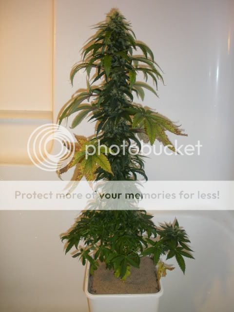 DSCN1056.jpg
