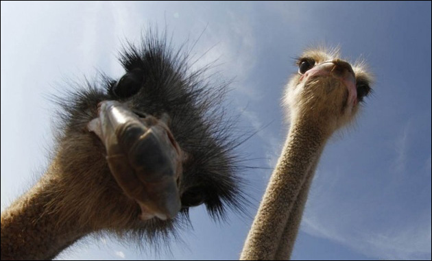 Funny-Ostrich.jpg