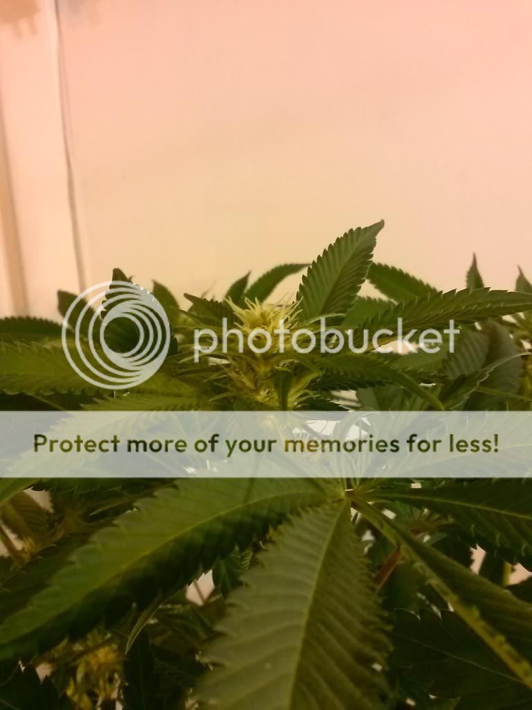 CAM00456_zps6c8cc373.jpg