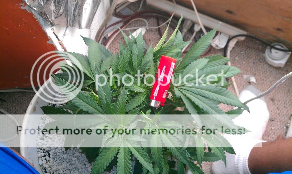 BLACKDOMINA.jpg