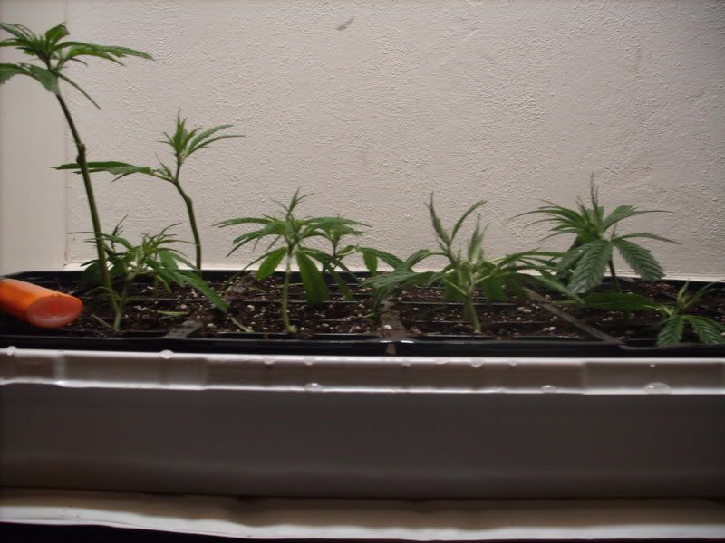plants11004.jpg