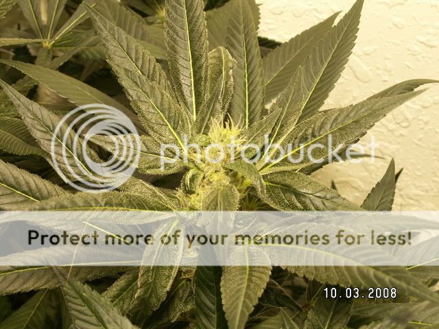 PICT0025.jpg