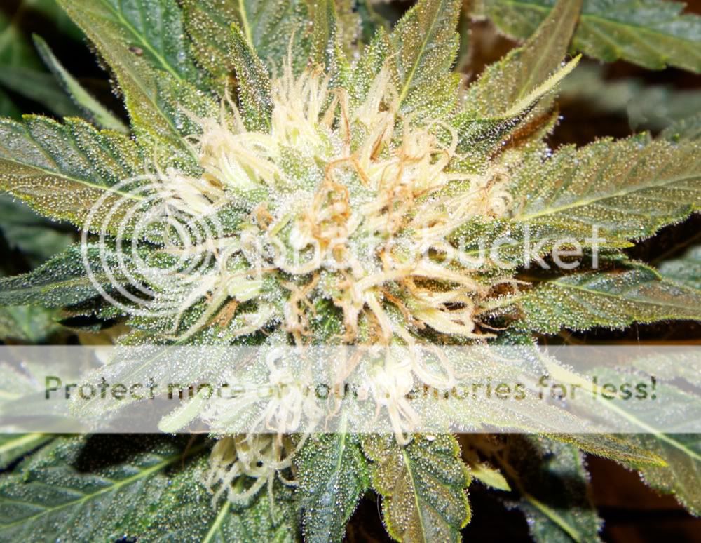 chamTrichs3.jpg