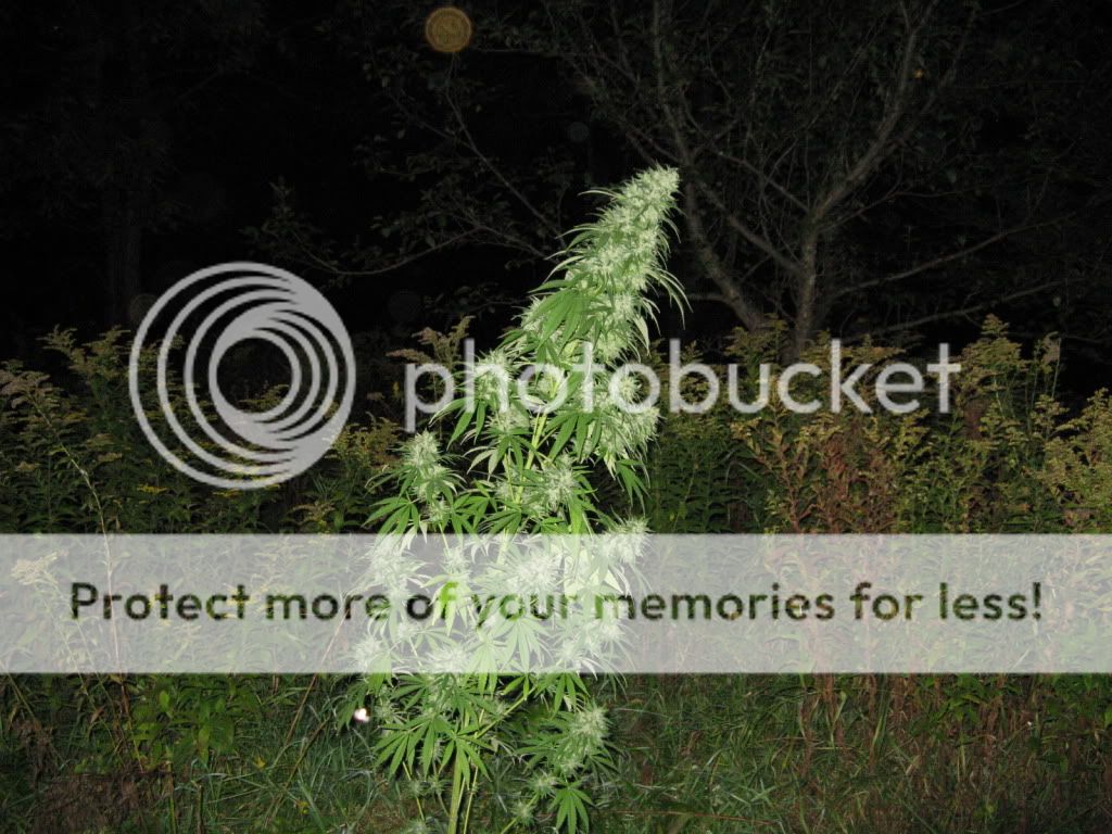 Photo149.jpg