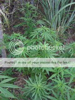 IMG_02321.jpg