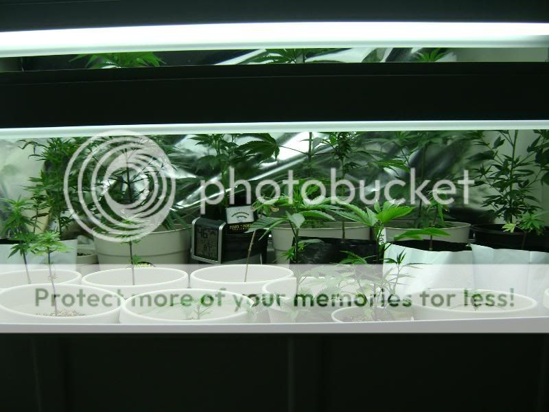 Picture013-16.jpg