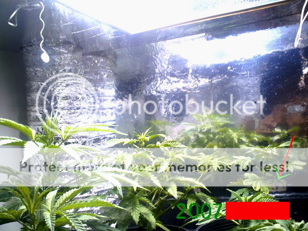 PlantsFiveWeeks.jpg