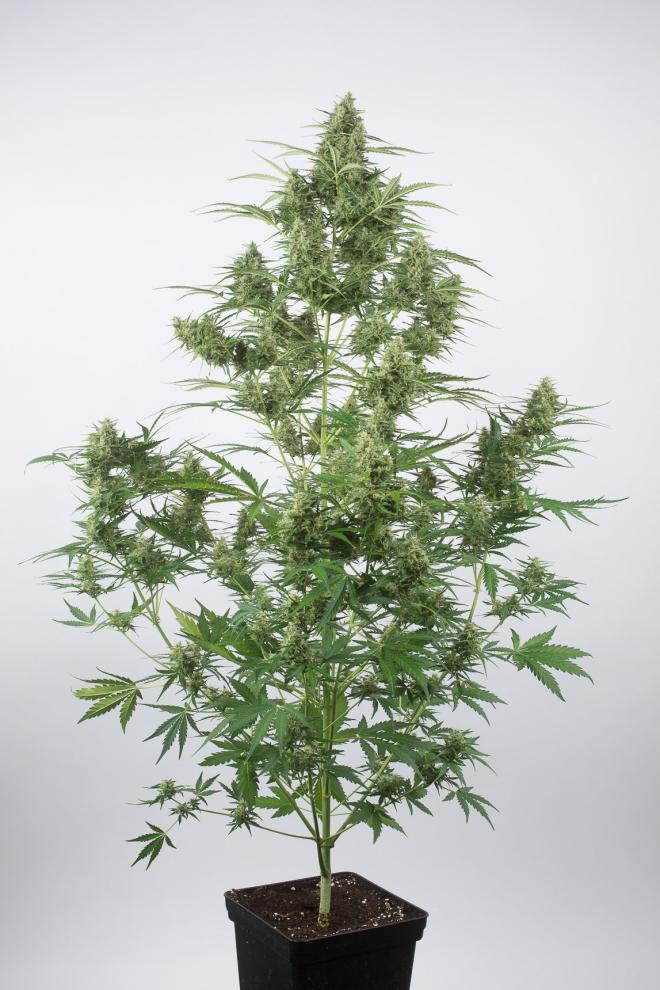 critical-auto-2.0-4505_gallery_full_660x990.jpg