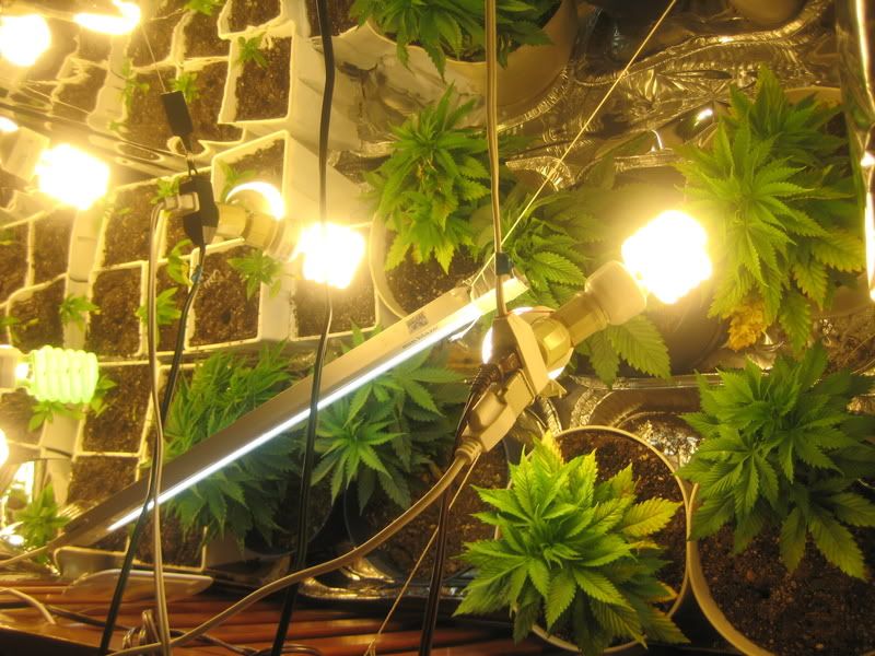 plants056.jpg
