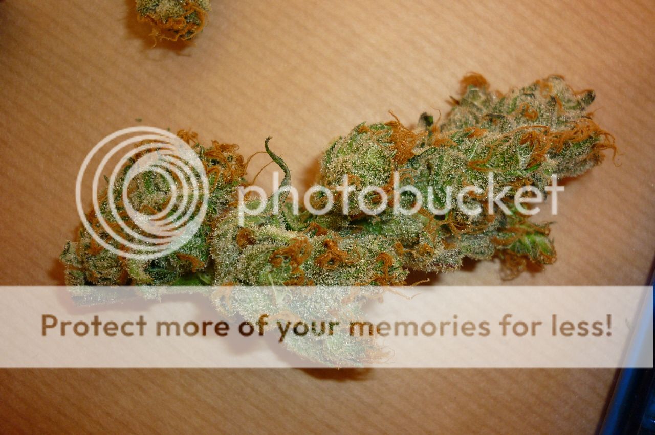 orangebud2.jpg