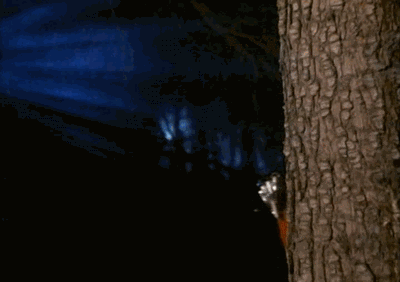 gifs_03.gif