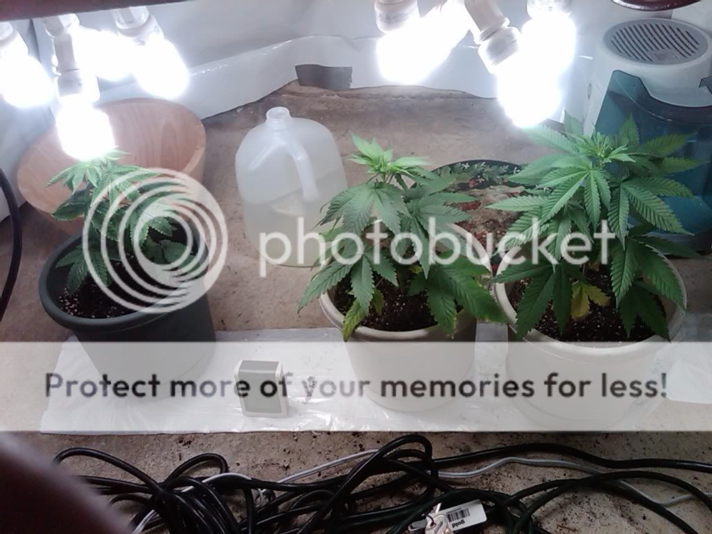 IMG00012-20110421-1252.jpg