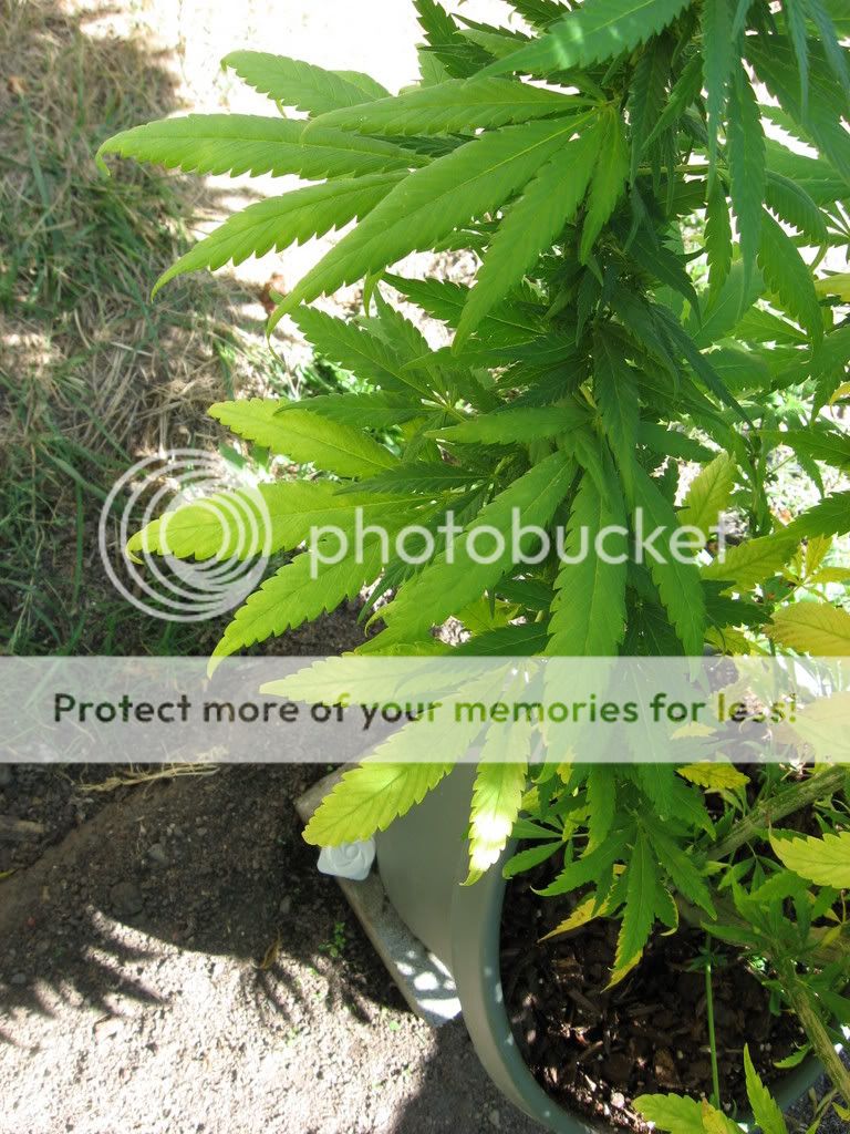 IMG_2106.jpg