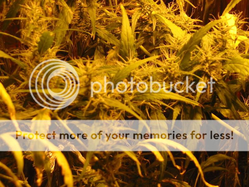 crazybush.jpg