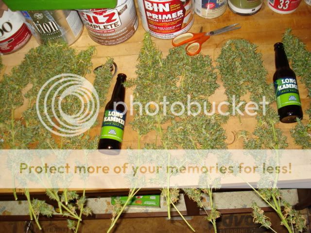 TSSLifeofPlant004.jpg