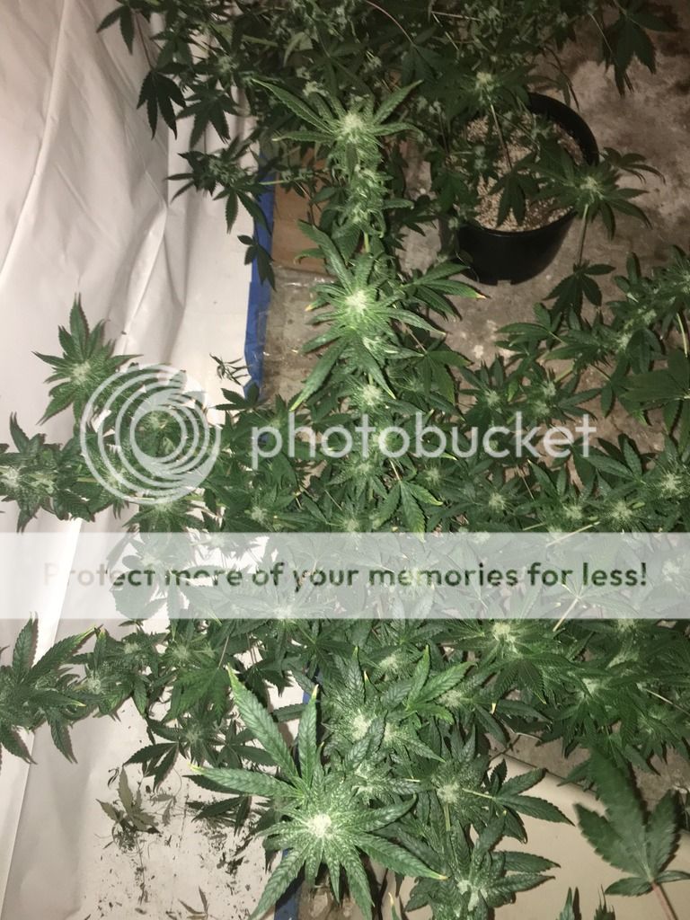 IMG_0518_zpspgk1jit1.jpg