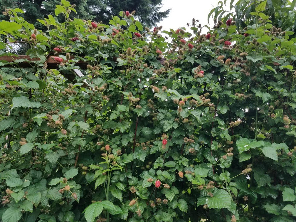 06132021tayberries1.jpg