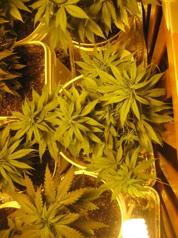 plants103.jpg