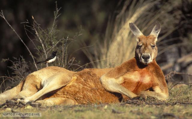 red_kangaroo_1.jpg