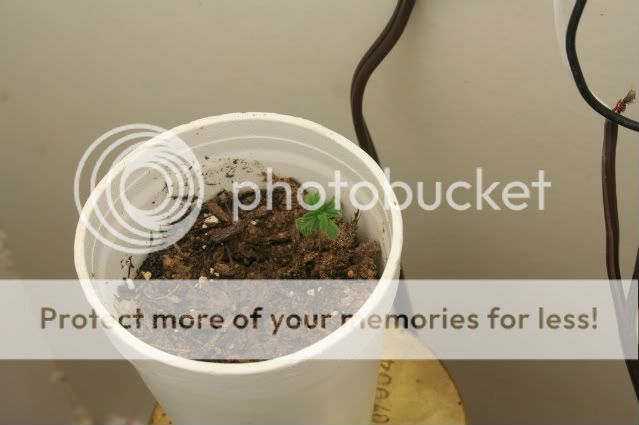 RandomSprout001.jpg