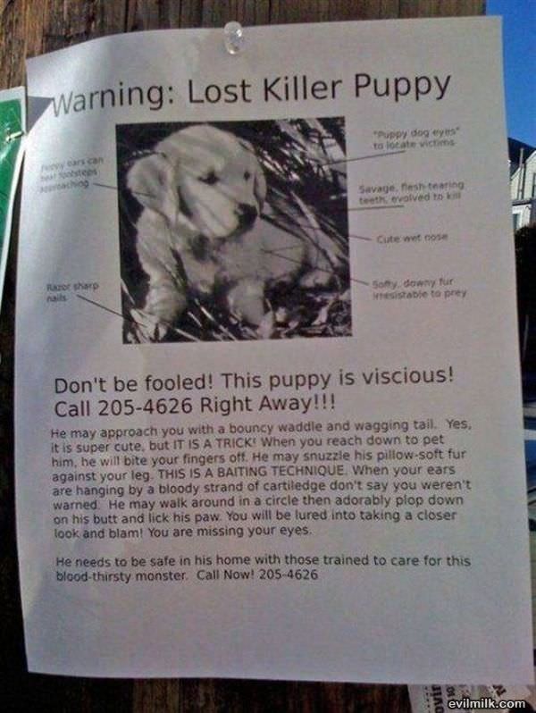 Lost_Puppy.jpg