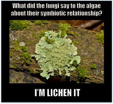 What did the fungi say to the algae about their symbiotic ...