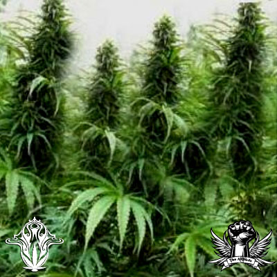 Holy-Smoke-Seeds-Drakensberg-Gold.jpg