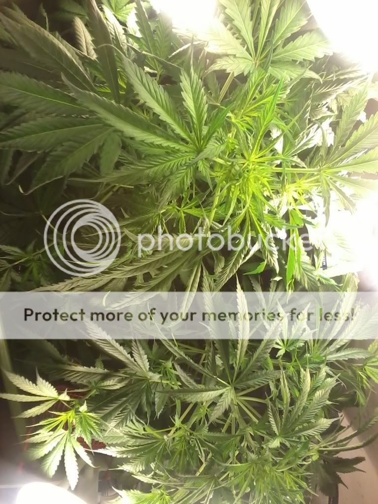 Week5Flower1.jpg