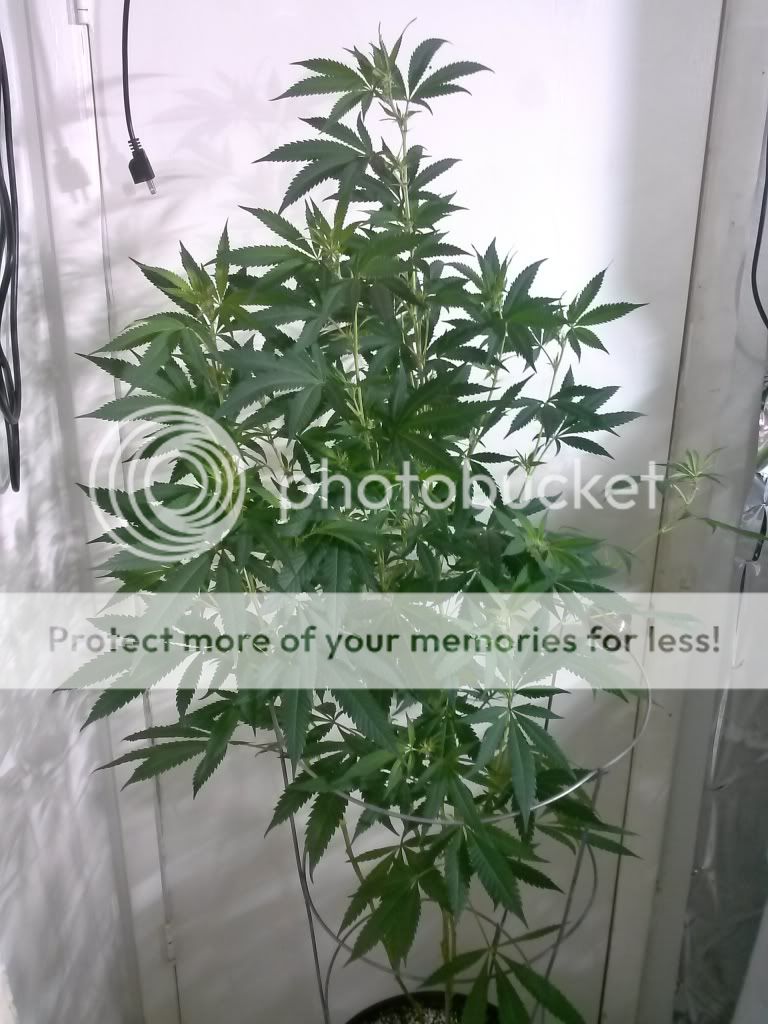 CAM00371_zps053fba69.jpg