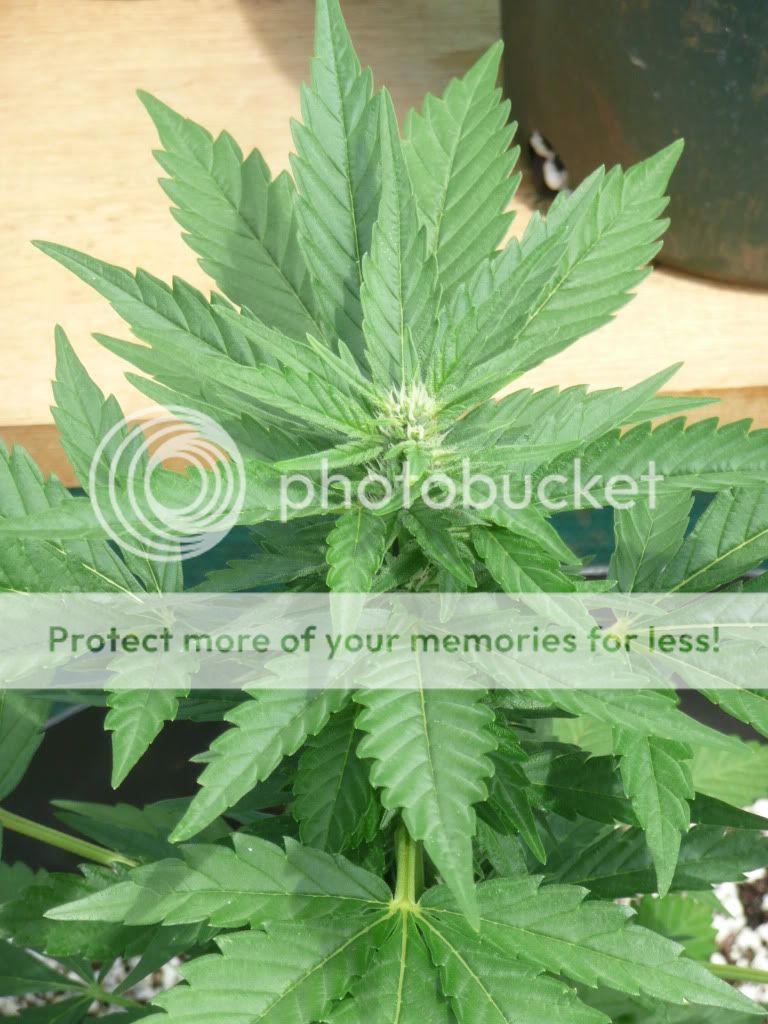 weed003.jpg