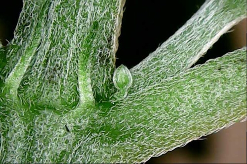 mannelijke-wietplant-herkennen3.jpg