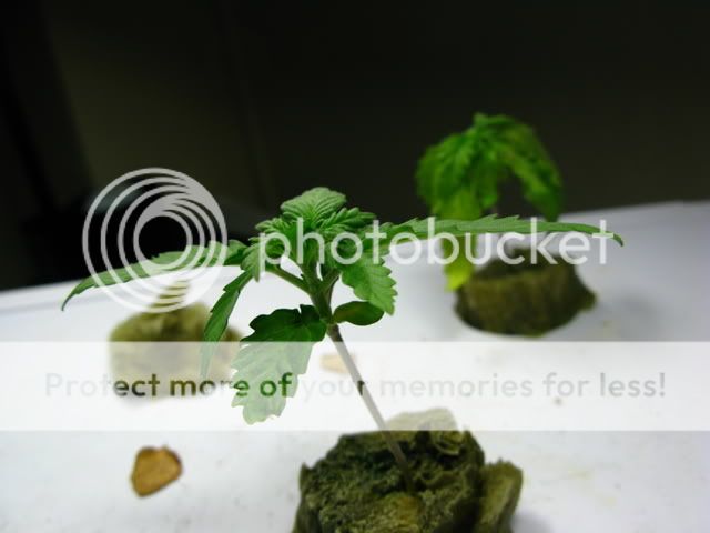 IMG_0577.jpg