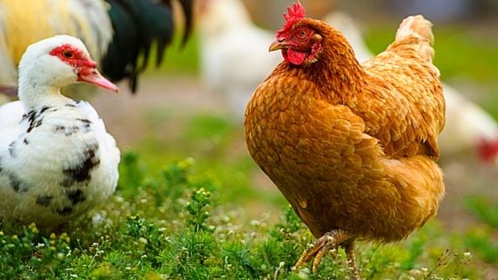 thefrugalchicken.com