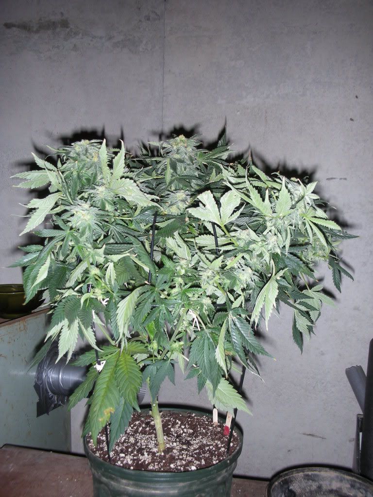DSCN2550.jpg