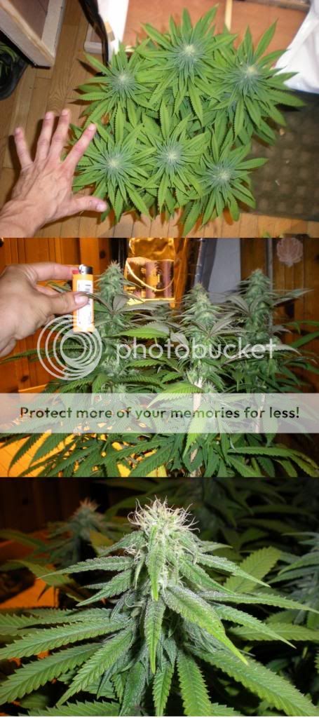 DSCN4085800x600.jpg