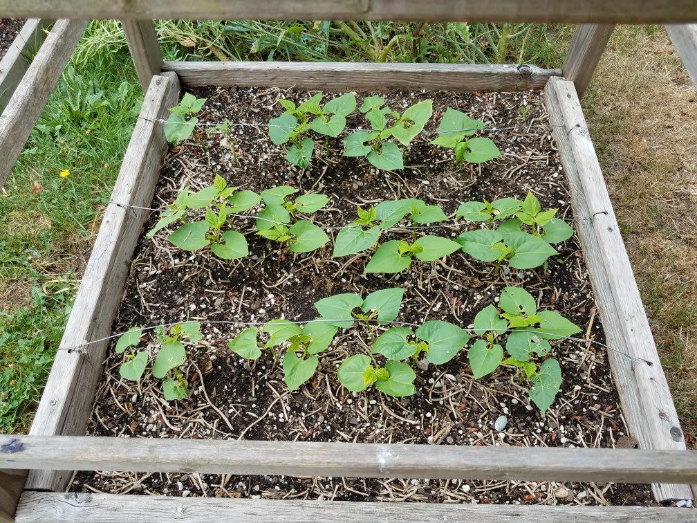 garden07012021d.jpg