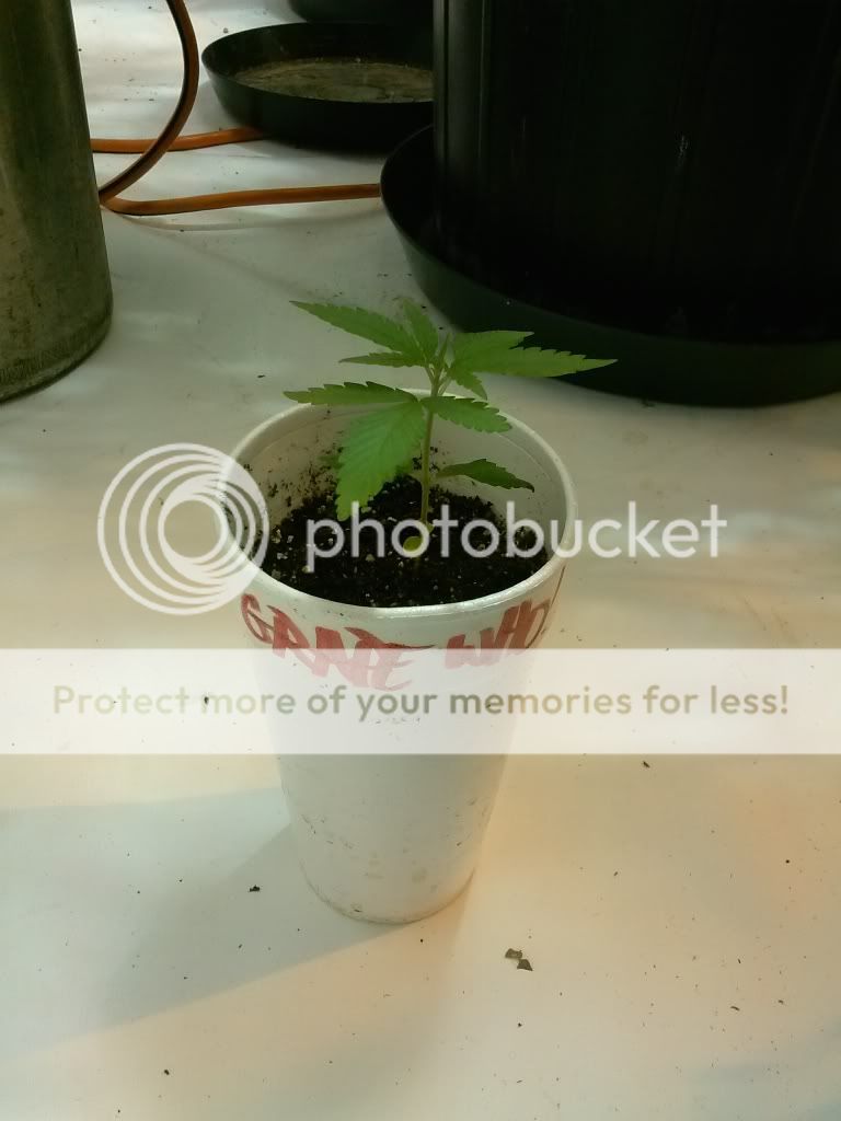 CAM00863_zps9bfd5ac9.jpg