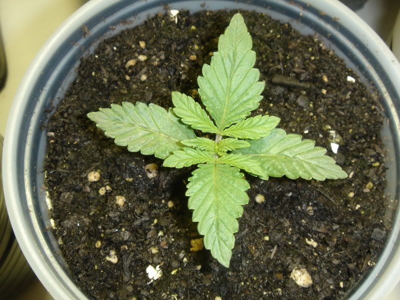 dro021.jpg