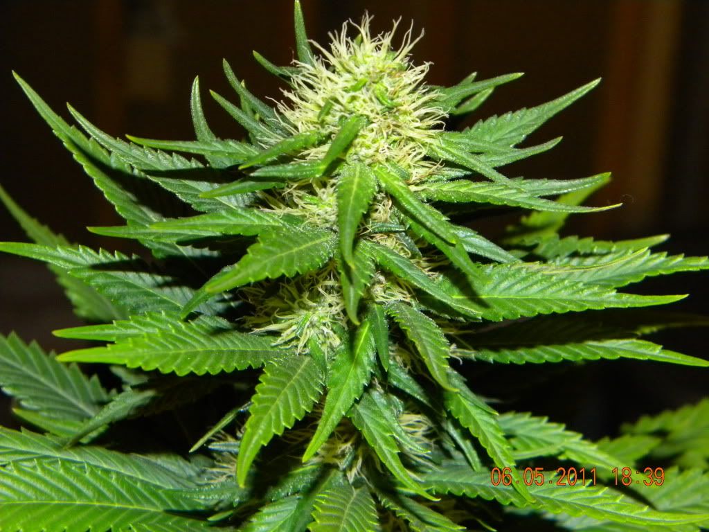 DSCN2358.jpg