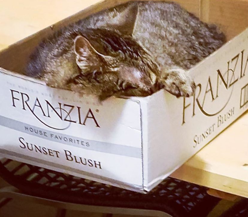 Cardboard-boxes-cats-e1555974726131.jpg