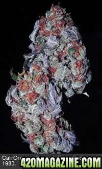 grow_purple2_2001.jpg